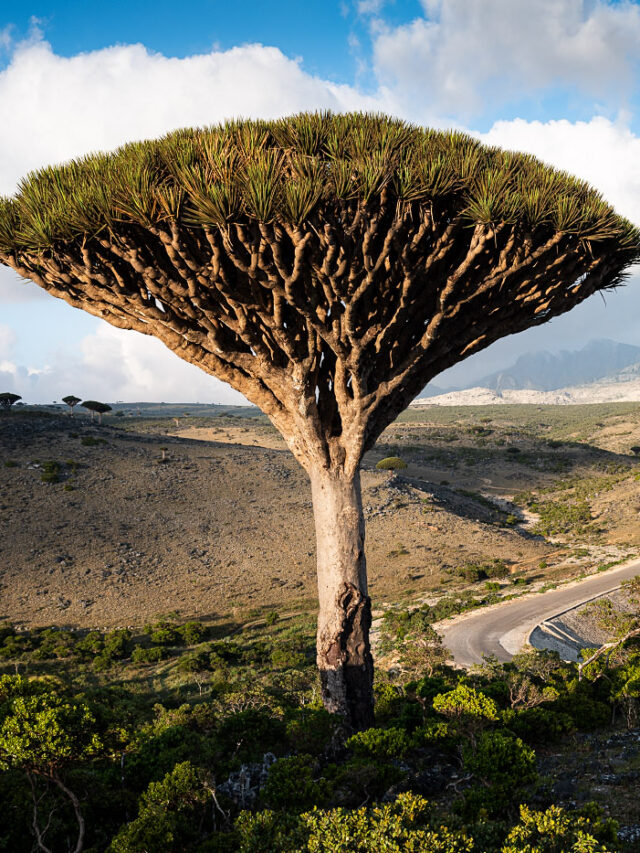 Dragon blood tree, Yemen