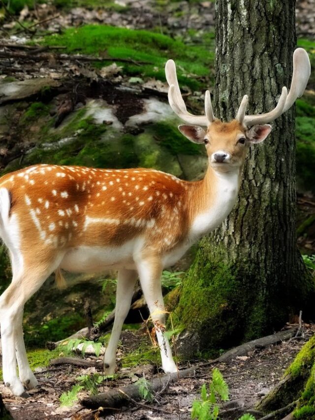 cropped-European-Fallow-Deer-min.jpg